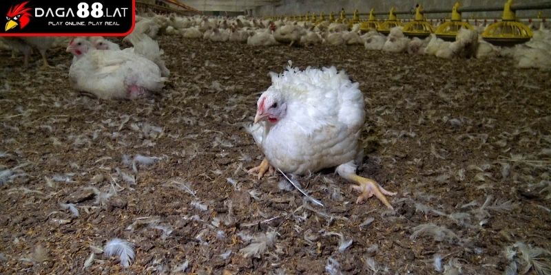 Sai lầm thường gặp khiến ORT tái phát