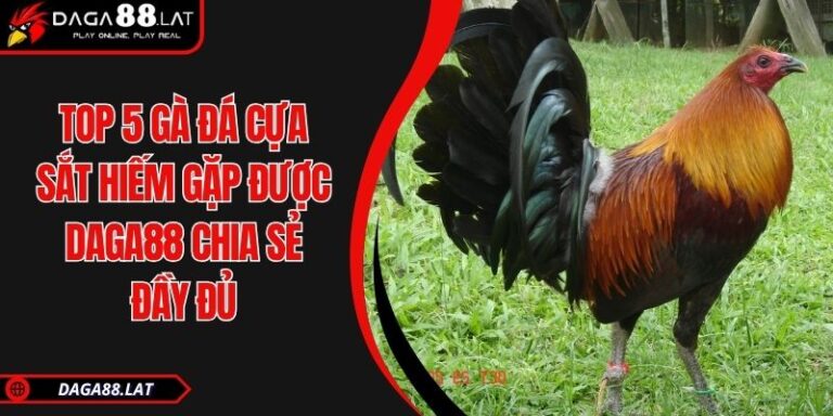 Top 5 gà đá cựa sắt hiếm gặp