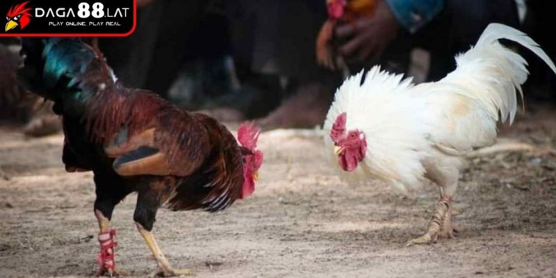 Top 5 Gà Đá Cựa Sắt Hiếm Gặp Được DAGA88 Chia Sẻ Đầy Đủ 1 Khả năng thi đấu của top 5 gà đá cựa sắt hiếm gặp - Peru thuần