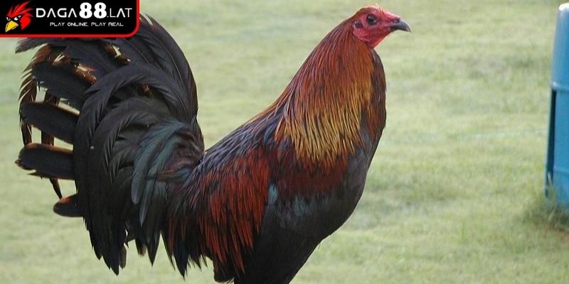 Top 5 Gà Đá Cựa Sắt Hiếm Gặp Được DAGA88 Chia Sẻ Đầy Đủ 2 Độ hiếm trên thị trường của gà Mỹ rặc