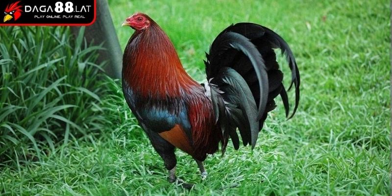 Top 5 Gà Đá Cựa Sắt Hiếm Gặp Được DAGA88 Chia Sẻ Đầy Đủ 3 Phong cách thi đấu gà tre Việt