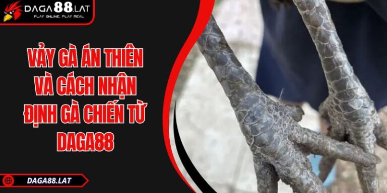 Vảy Gà Án Thiên Và Cách Nhận Định Gà Chiến Từ DAGA88 2 Vảy gà án thiên