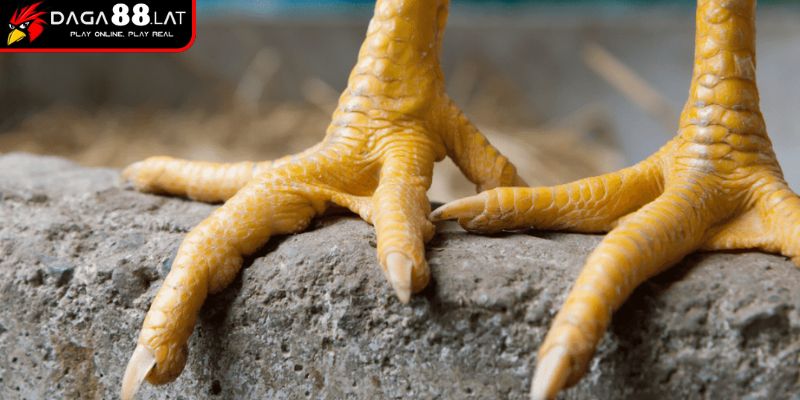 Vảy Gà Huyền Trâm Và DAGA88 Chia Sẻ Bí Ẩn Của Chiến Kê Hiếm 2 Quan niệm dân gian