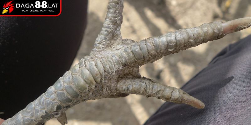 Vảy Gà Huyền Trâm Và DAGA88 Chia Sẻ Bí Ẩn Của Chiến Kê Hiếm 3 Sức bền và chịu đòn tốt