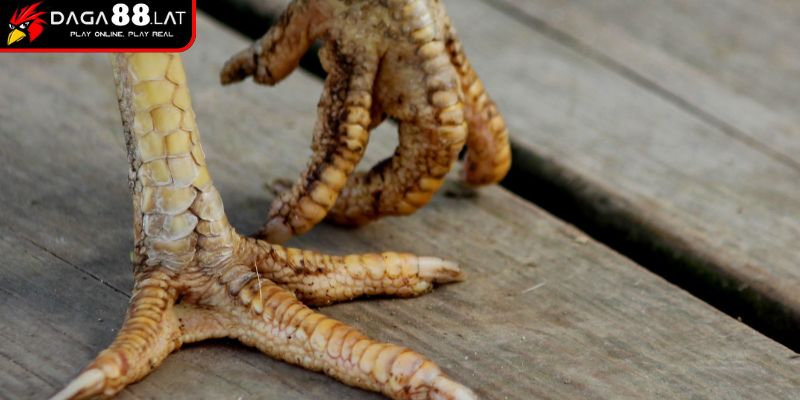 Vảy Gà Huyền Trâm Và DAGA88 Chia Sẻ Bí Ẩn Của Chiến Kê Hiếm 1 Vị trí đặc trưng của vảy gà huyền trâm