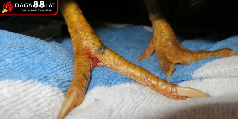 Vảy Gà Khai Vương Và Ứng Dụng Xác Định Chiến Kê Tại DAGA88 3 Chăm sóc, bảo tồn, phục hồi vảy gà khai vương