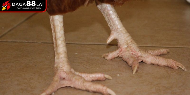 Vảy Gà Khai Vương Và Ứng Dụng Xác Định Chiến Kê Tại DAGA88 1 Nguồn gốc chiến kê có dáng vảy khai vương