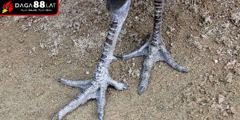 Vảy Gà Khai Vương Và Ứng Dụng Xác Định Chiến Kê Tại DAGA88 2 Phân tích đối chiếu với vận động chân