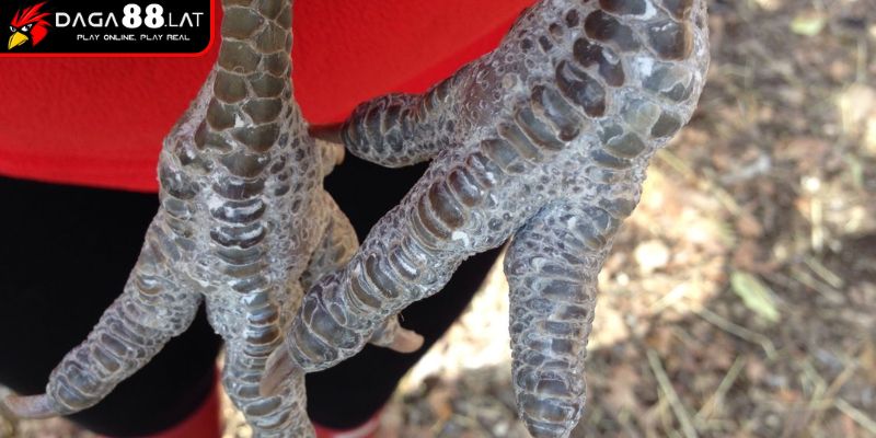 Vảy Gà Tam Tài Và Ứng Dụng Nhận Định Chiến Kê Giỏi Từ DAGA88 1 Cập nhật nguồn gốc của chiến kê có vảy tam tài