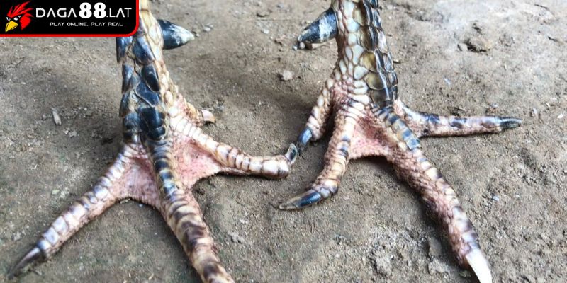 Vảy Gà Tam Tài Và Ứng Dụng Nhận Định Chiến Kê Giỏi Từ DAGA88 3 Chăm sóc và bảo tồn vảy gà tam tài