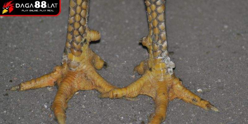 Vảy Gà Tứ Quý Phủ Địa Và Ứng Dụng Trong Nhận Định Của DAGA88 3 Đánh giá vảy gà tứ quý phủ địa khi mua hoặc thi đấu