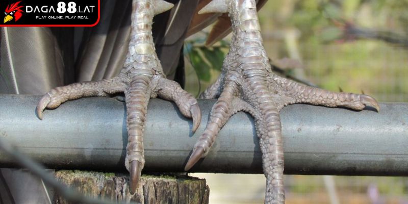 Vảy Gà Tứ Quý Phủ Địa Và Ứng Dụng Trong Nhận Định Của DAGA88 2 Hình dạng, kích thước