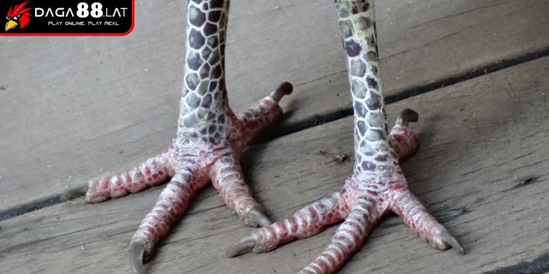 Vảy Gà Tứ Quý Phủ Địa Và Ứng Dụng Trong Nhận Định Của DAGA88 1 Nguồn gốc chiến kê có vảy tứ quý phủ địa